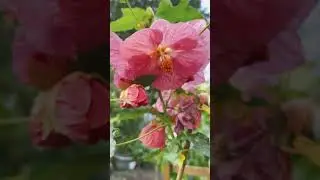 Abutilon Hybridum Pink in the Garden