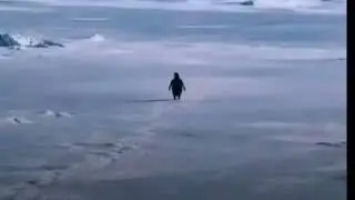 Gigi D'Agostino L'amour Toujours Organ Slowed Version AKA The Wandering Penguin Song 