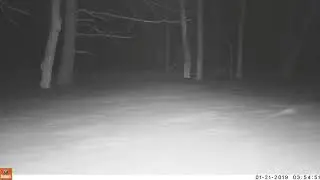 A trail cam mystery