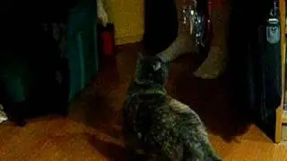 ddfishing