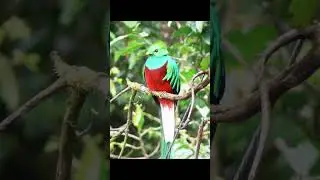 Cual es el ave nacional de cada pa&iacute;s #shorts