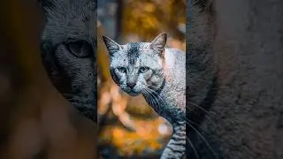 Lightroom Color Grading Tutorial | Cinematic Look in Minutes