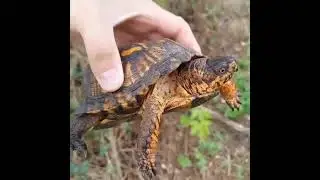 MD & DE Herping Adventures!