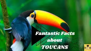 Fantastic Facts about Toucans ll H & H Knowledge Hub-Cute Birds