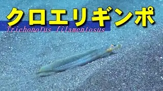 【 クロエリギンポ 】砂と共に生きる　Trichonotus filamentosus