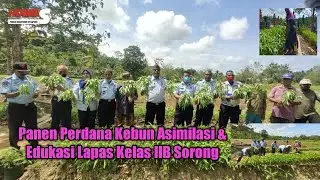 PANEN PERDANA KEBUN ASIMILASI DAN EDUKASI LAPAS SORONG
