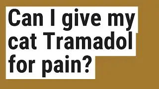 Can I give my cat Tramadol for pain?