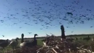 IPhone Footage of hunt with Brad Albeck, Albecks Adventures
