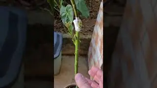 ENXERTO DE ABACATE COM 45 DIAS