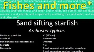 Sand sifting starfish (Archaster typicus)