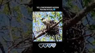 Yellowcrowned night heron mating call/behavior
