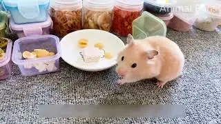 Animal Fans -Gourmet Adventures: Creating Unique Dishes with Your Hamster
