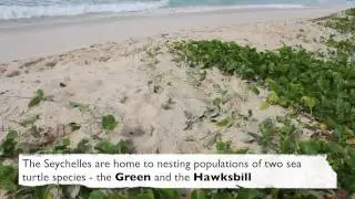 Habitat 4 - Sandy Beach