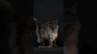 A real catwalk.