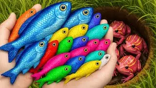 Catching Colorful Freshwater Fish from Mini Ponds | eels, shrimp, frogs, turtles, betta, channa