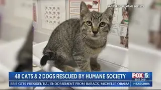 Humane Society rescues 48 cats, 2 dogs from San Diego home