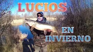 PESCA Lucios en INVIERNO