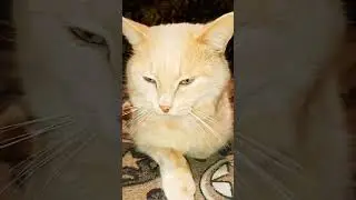 #шуточное #юмор #прикол #shortvideo #cat #funny #shortcat #shorts #short  ...