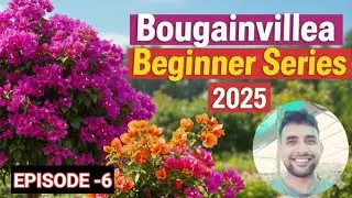 Bougainvillea beginner series 2025 || Episode -6