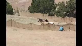 Conger Wild Horse Roundup - BLM