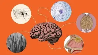 The Story of Senses Through Natural History