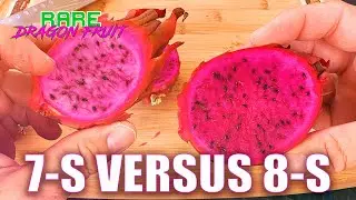 PAUL THOMSON's 7-S Versus 8-S TASTE TEST and REVIEWS / FIRST TIME TRYING 7s / GUESS the BRIX?