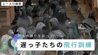 【神風鳩舎♯7】鳩レース鳩舎の日常⑦遅っ子の訓練