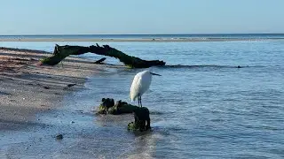 Part 2 of Robb&rsquo;s Saturday Morning Beach Walk at Delnor-Wiggins in North Naples, FL | Jan 10, 2026