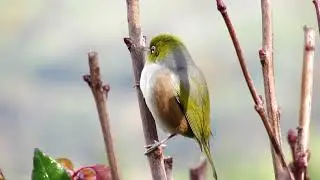 Eastern Bays Songbird Project