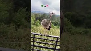 🦚🏔️ #peacock #nationalword #himachal #hamirpur #youtubeshorts