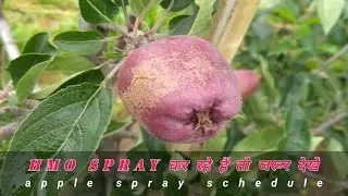 HMO की स्प्रे कर रहे हैं तो जरूर देखें | Apple Spray Schedule | Himalayan Farming | Live Update