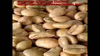 Price For Liberica Coffee Beans - We Coffee Supplier From Indonesia Whatsapp +62822 2221 1225