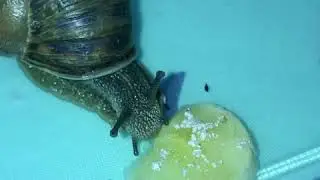 Snail eating banana