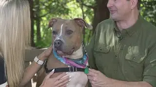 Clear the Shelters 2023 pet adoption campaign: Rescue Village in Geauga County