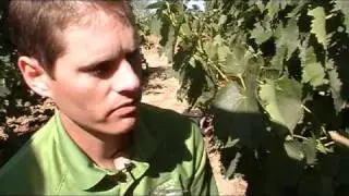 How to Mechanically Harvest Winegrapes