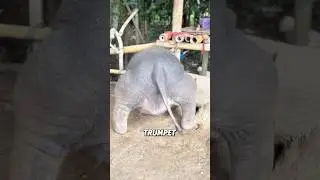 &ldquo;The baby elephant is very naughty.&rdquo;#shorts #elephant #cute #animals