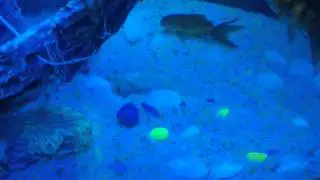 Gold fish turning black