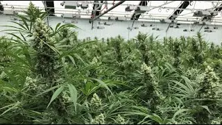 I Killed Every Flowering Weed Plant w/ Chad Westport : Spider Farmer GGS System