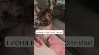 С домашней гиеной будет круглосуточная охрана вашего дома #dog #funny #собака #милота #puppy #pets
