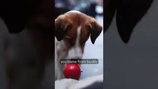 Amazing puppy brings homeless man food🥹#dog #savior #trending #homelessawareness #puppy #food #life
