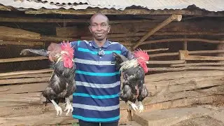 How to Find Market for Local Chicken in Uganda | Bataz Local Poultry Breeders