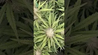 Start the Purble !#superbuds