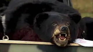 Victims Accidentally Wake Up Wild Bear