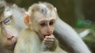 Hello everyone my name Lucy the younger monkey in team