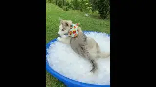 Dogs like ice #dog #funnydog #dogs #funnyvideo #fyp