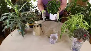 What is Overwatering? / It's NOT Watering too Much