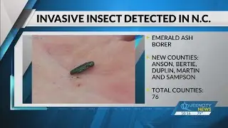 Invasive insect found in Anson County, spreading in NC