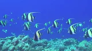 Moorish Idol - Zanclus Cornutus - CNX Aquarismo