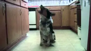 Просто Джампи, собака