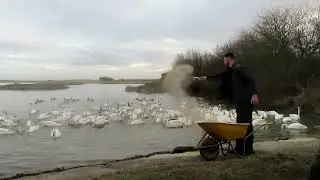 Whooper swans respond to human presence during swan feed at WWT Caerlaverock